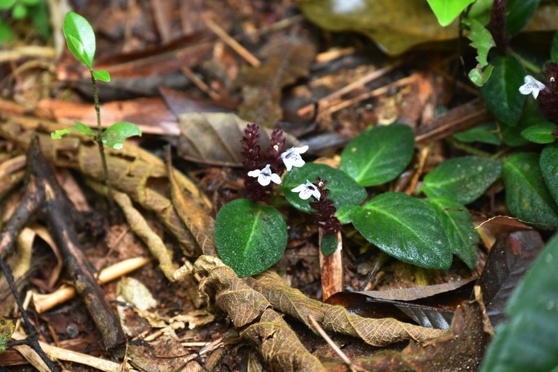 Herpetacanthus rubiginosus photo 2
