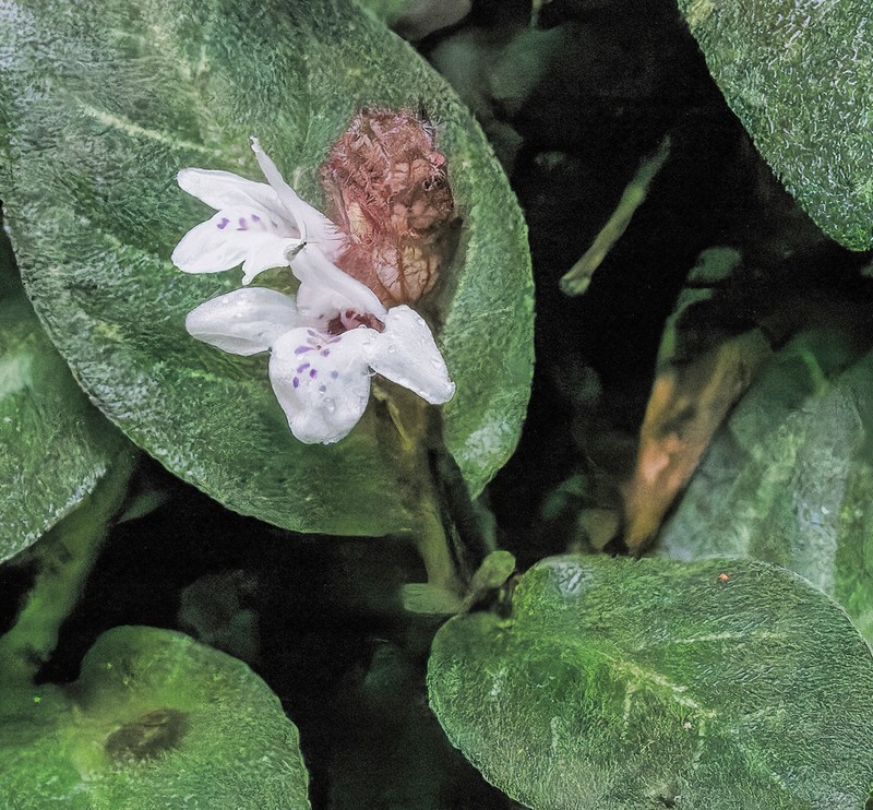 Herpetacanthus rubiginosus photo 3