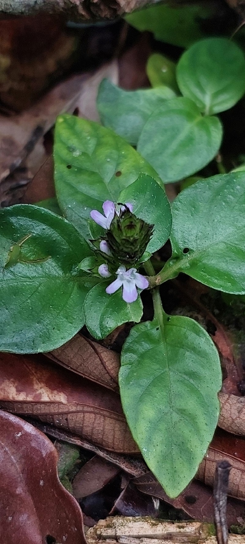 Herpetacanthus rubiginosus photo 4