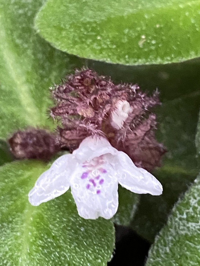 Herpetacanthus rubiginosus photo 5