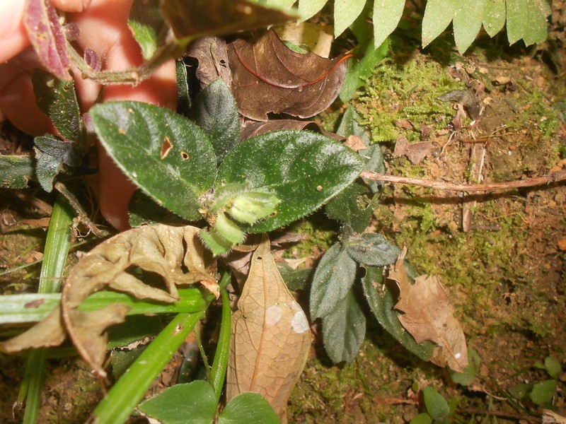 Herpetacanthus rubiginosus photo 6