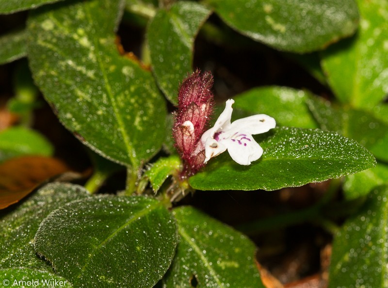 Herpetacanthus rubiginosus photo 7