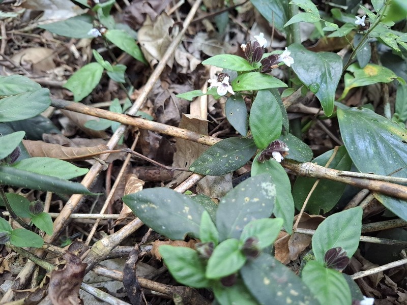 Herpetacanthus rubiginosus photo 8