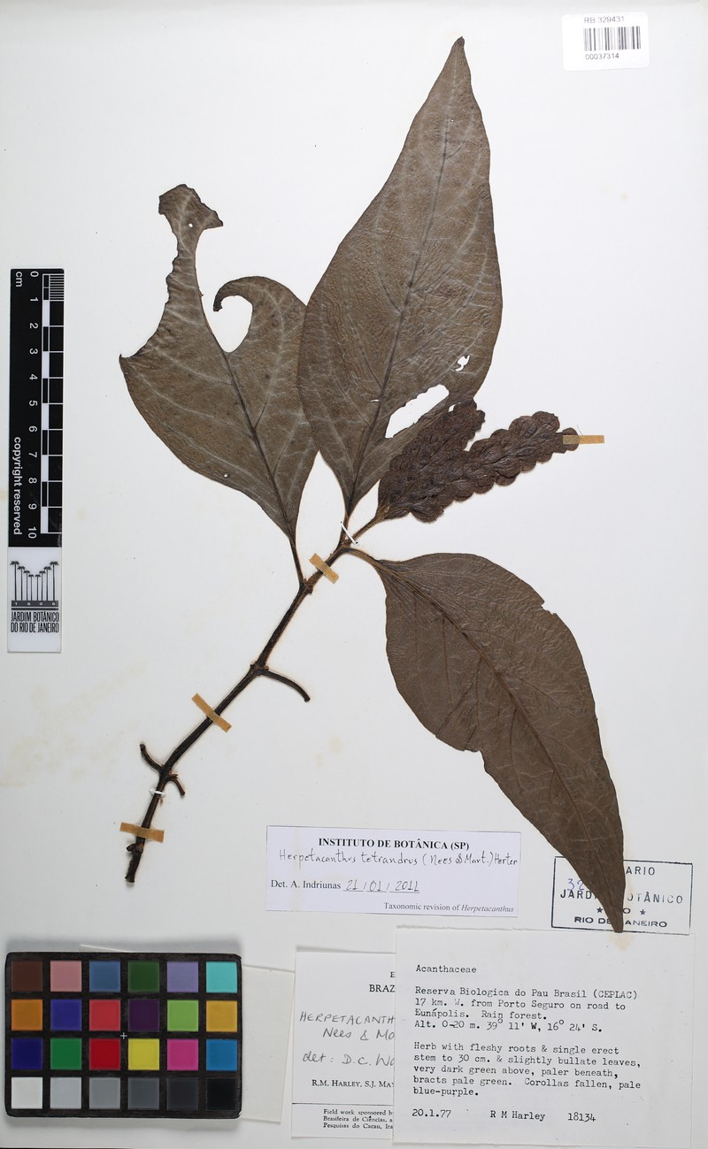 Herpetacanthus tetrandrus