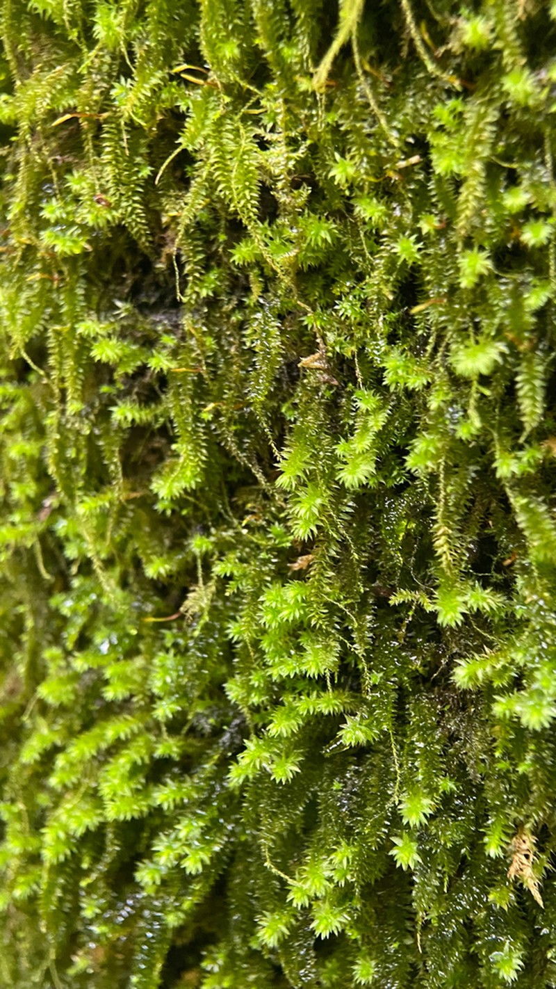 Herpetineuron Moss