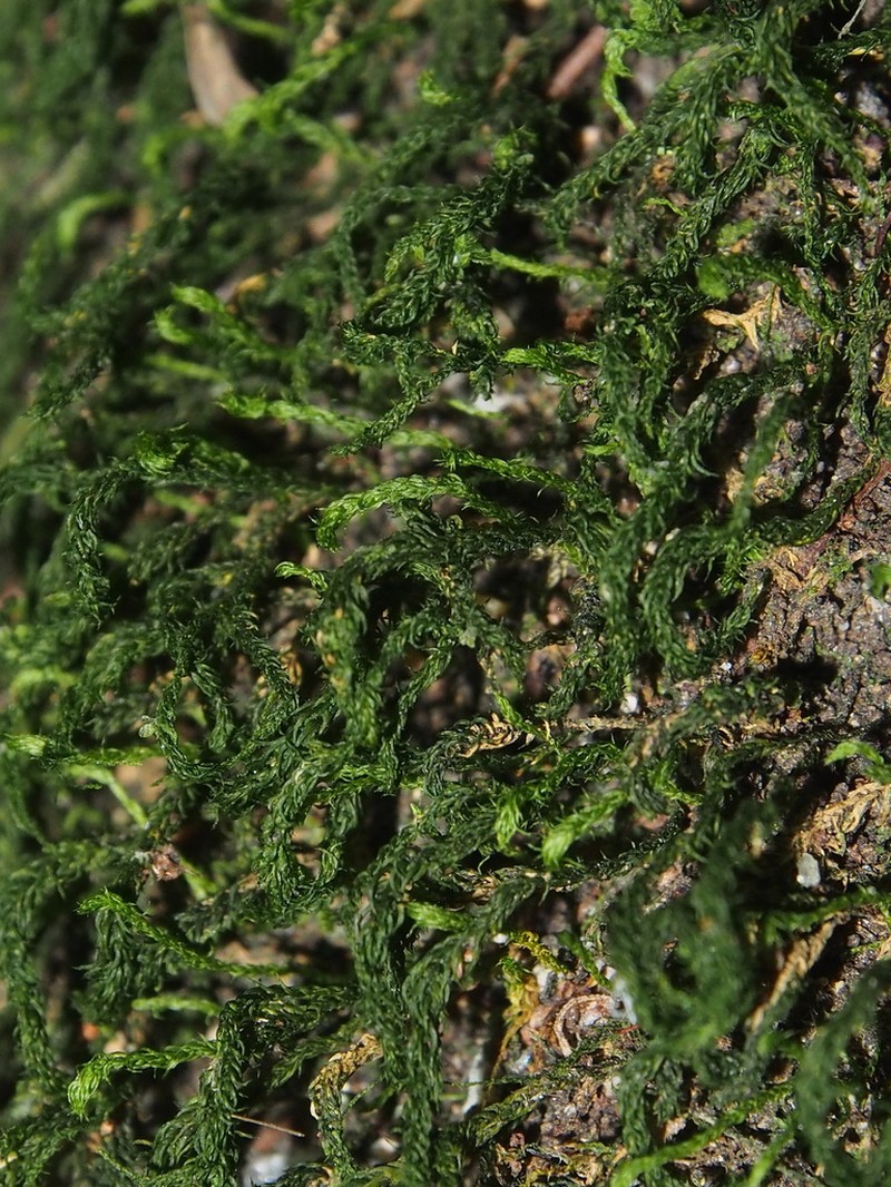 Herpetineuron Moss photo 2