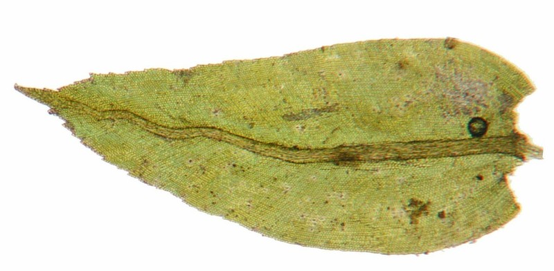 Herpetineuron Moss photo 3