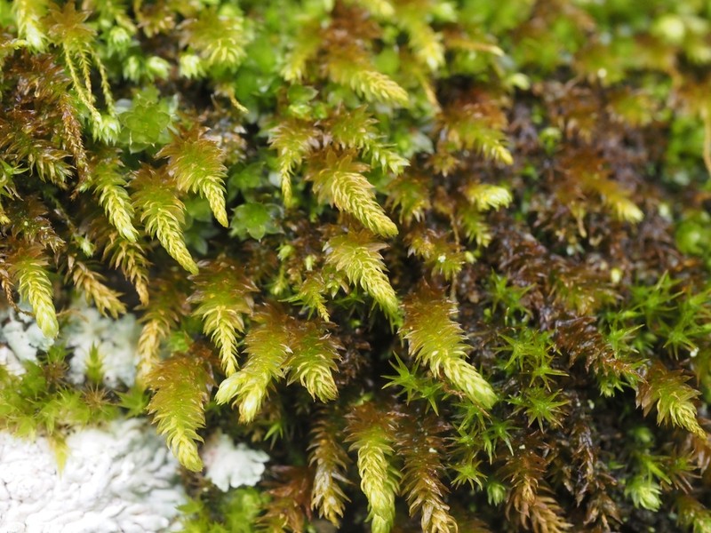 Herpetineuron Moss photo 4