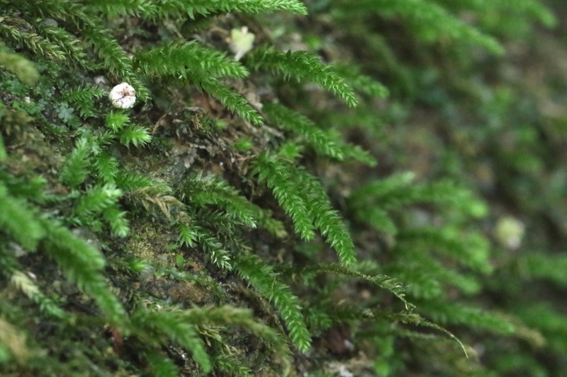 Herpetineuron Moss photo 5