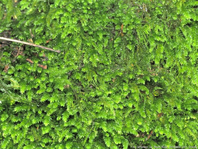 Herpetineuron Moss photo 6