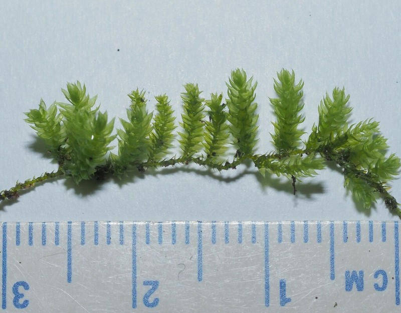 Herpetineuron Moss photo 7