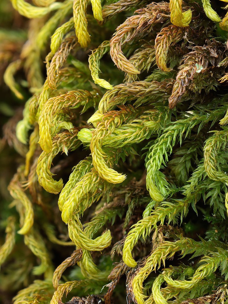 Herpetineuron Moss photo 8