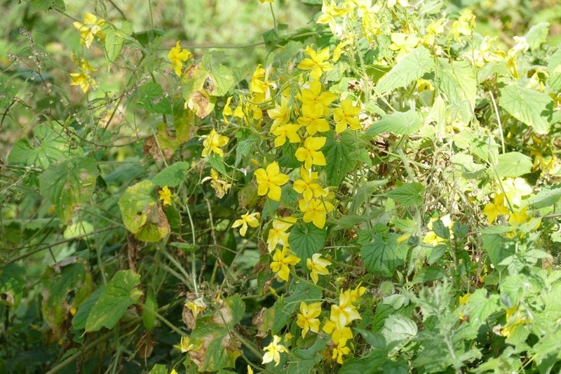 Herpetospermum pedunculosum