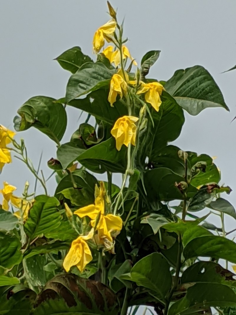 Herpetospermum pedunculosum photo 2