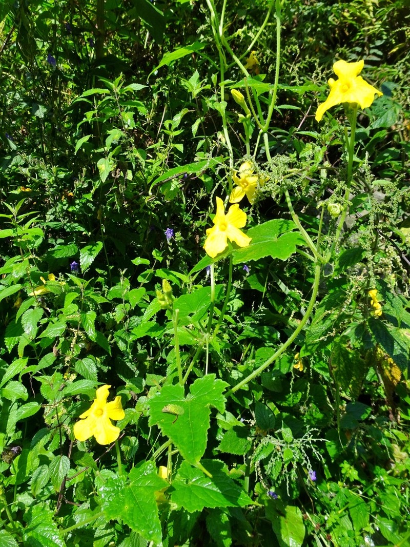 Herpetospermum pedunculosum photo 3