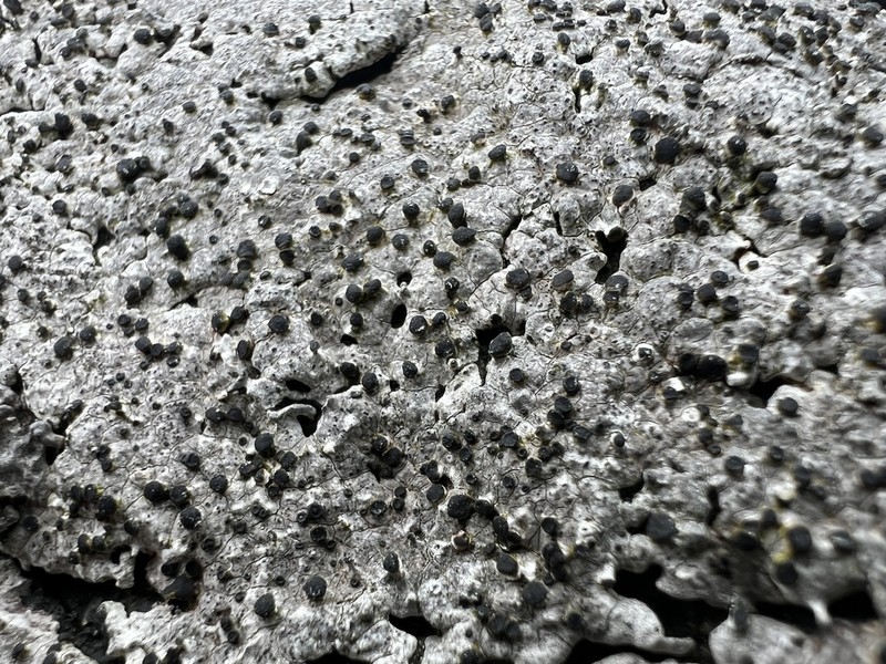 Herteliana alaskensis