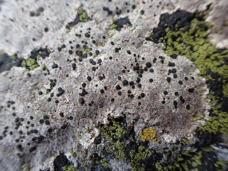 Herteliana alaskensis photo 2