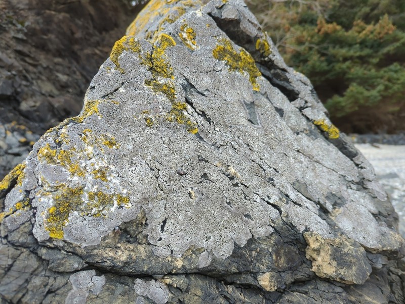 Herteliana alaskensis photo 3