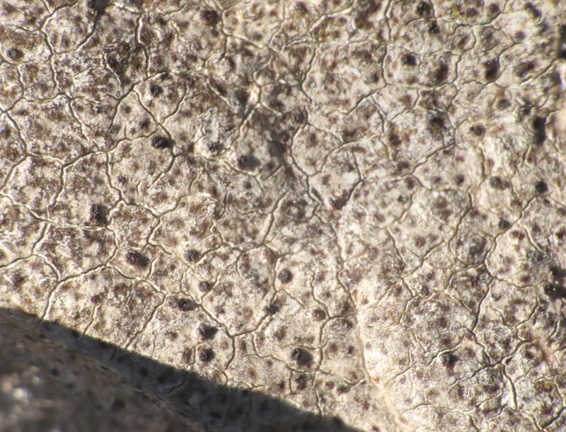 Herteliana alaskensis photo 4