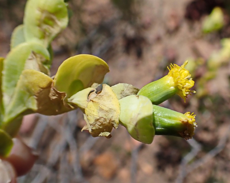 Hertia alata