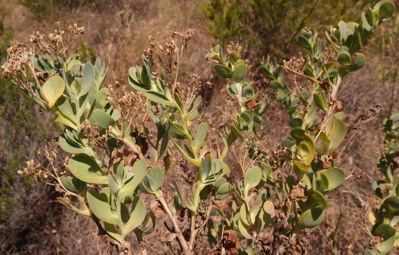 Hertia alata photo 4
