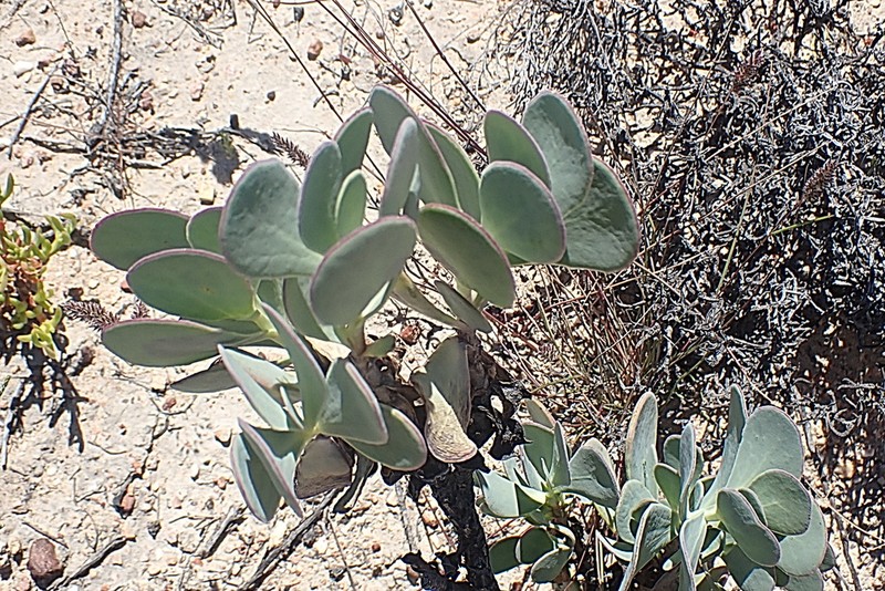 Hertia alata photo 5