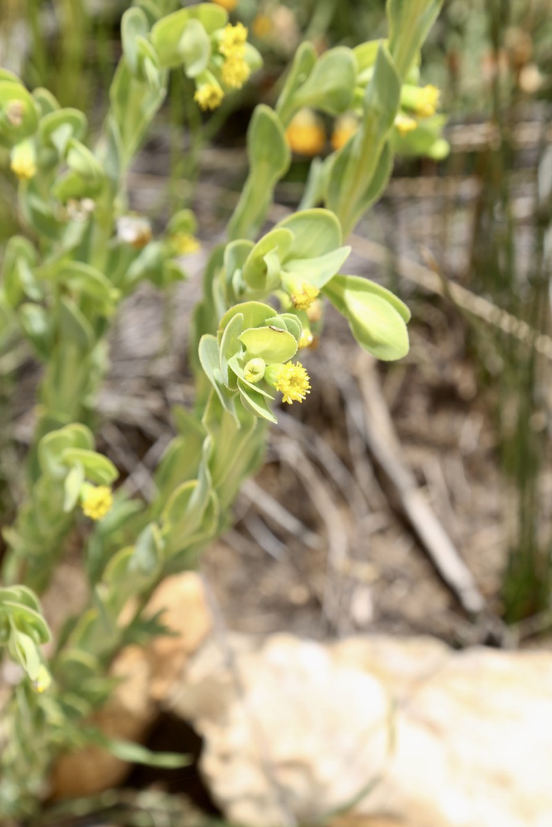 Hertia alata photo 6