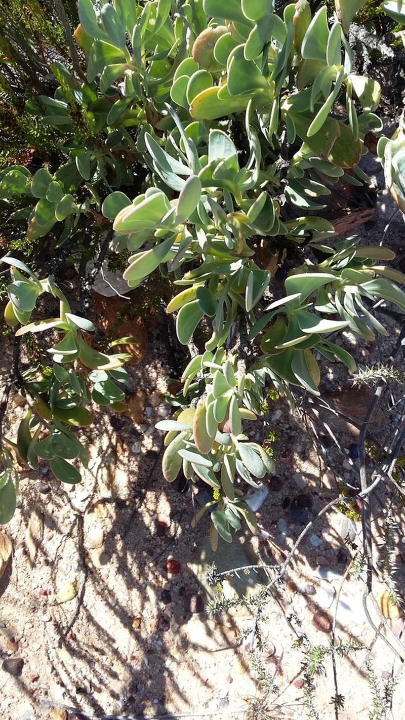 Hertia alata photo 7