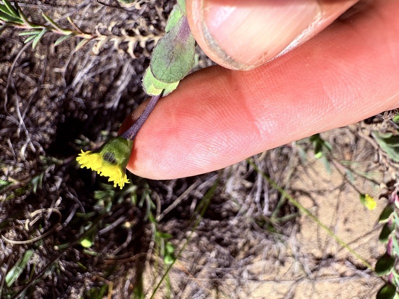 Hertia alata photo 8