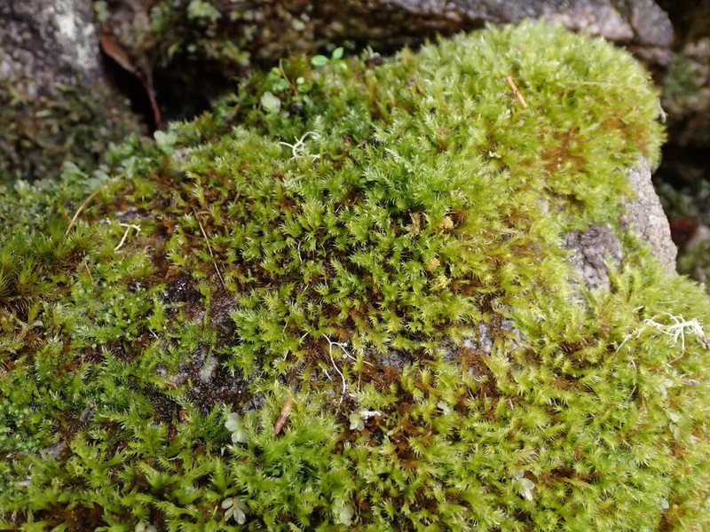 Herzogiella Moss