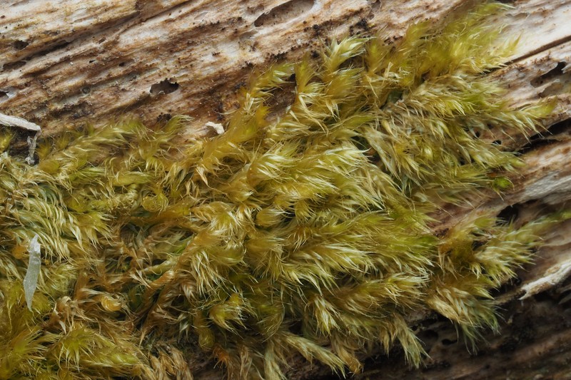 Herzogiella Moss photo 2