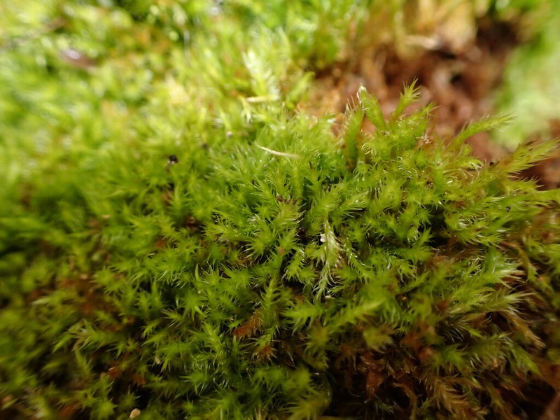 Herzogiella Moss photo 3