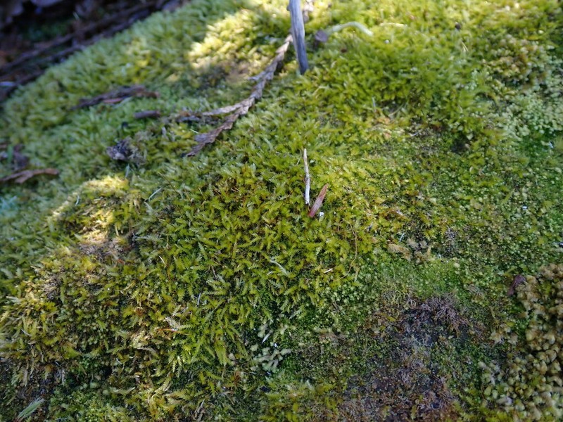 Herzogiella Moss photo 4