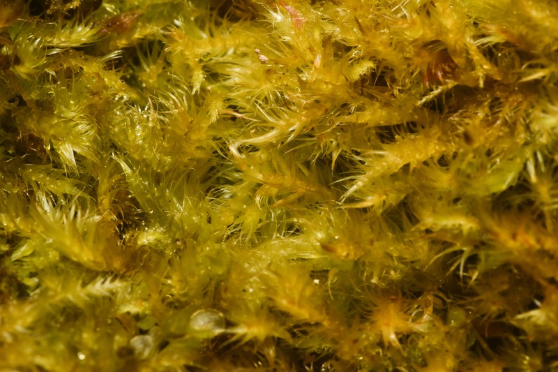 Herzogiella Moss photo 5