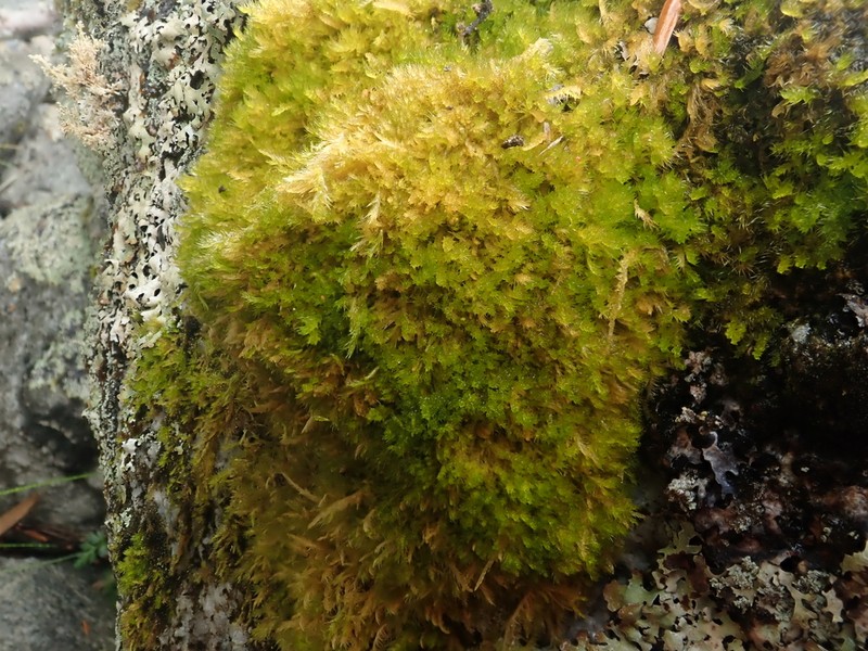 Herzogiella Moss photo 6