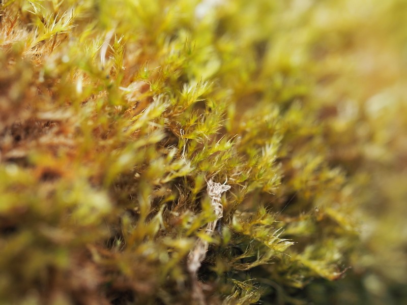 Herzogiella Moss photo 7