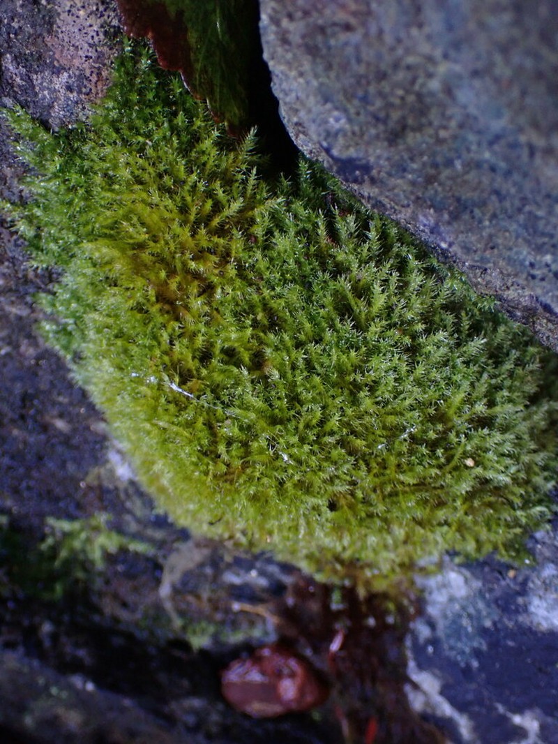 Herzogiella Moss photo 8