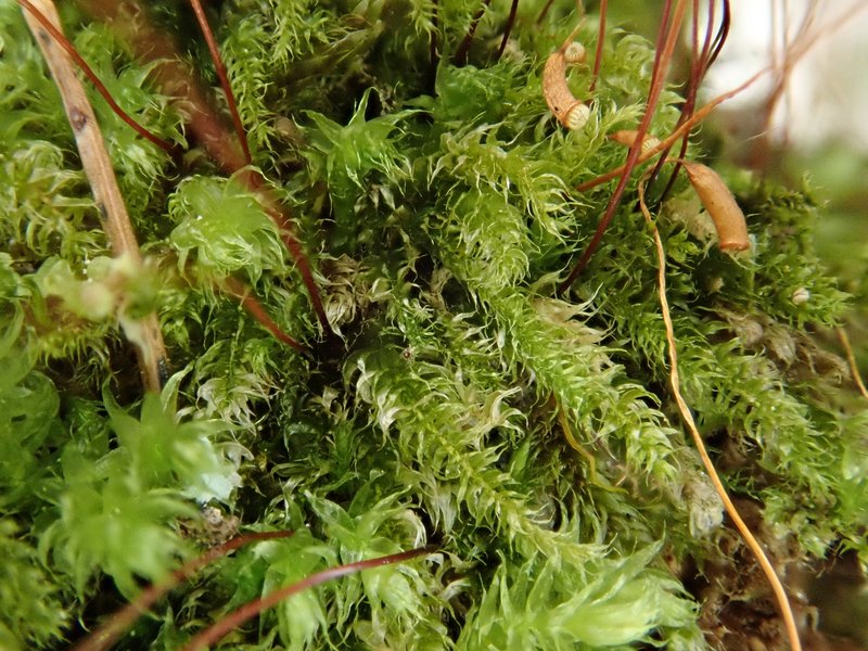 Seliger's Herzogiella Moss