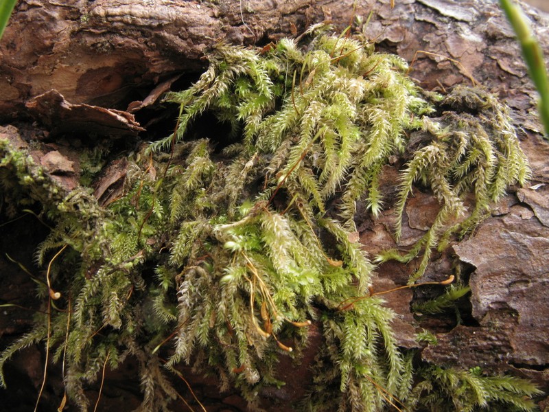 Seliger's Herzogiella Moss