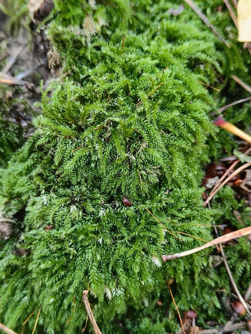 Seliger's Herzogiella Moss photo 2