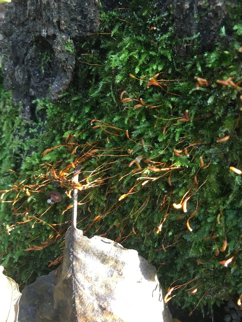 Seliger's Herzogiella Moss photo 3