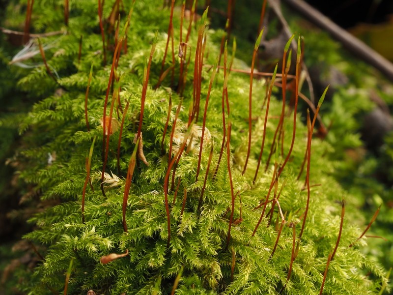 Seliger's Herzogiella Moss photo 4