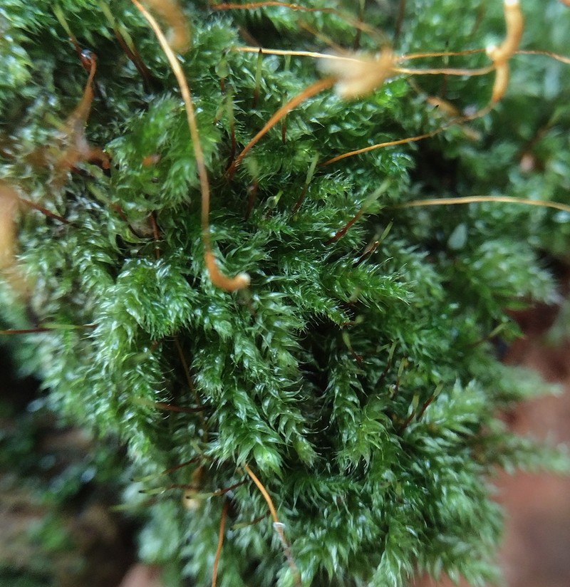 Seliger's Herzogiella Moss photo 5