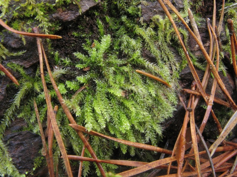 Seliger's Herzogiella Moss photo 6
