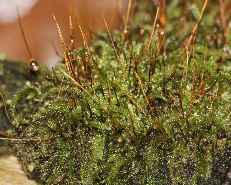Seliger's Herzogiella Moss photo 7