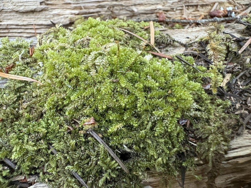 Seliger's Herzogiella Moss photo 8