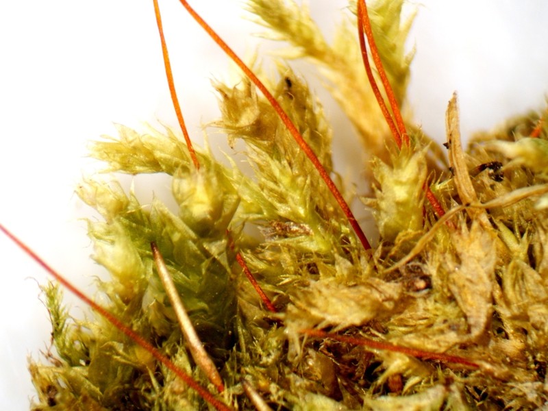 Herzogiella Moss