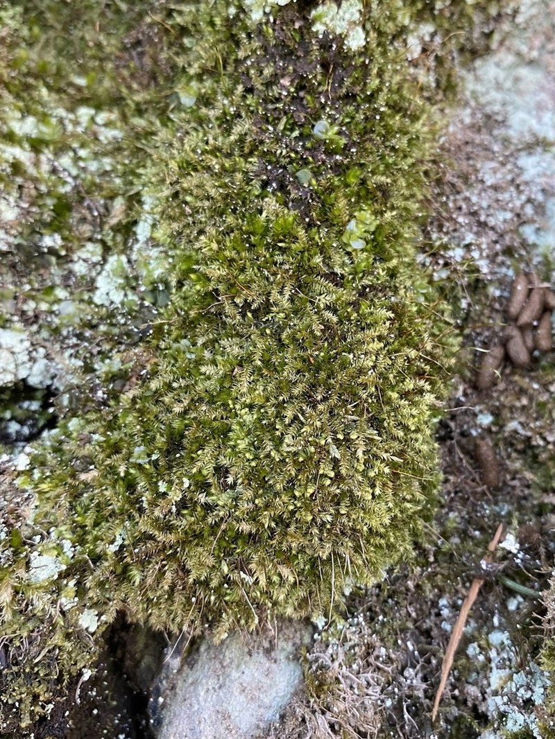 Herzogiella Moss photo 2