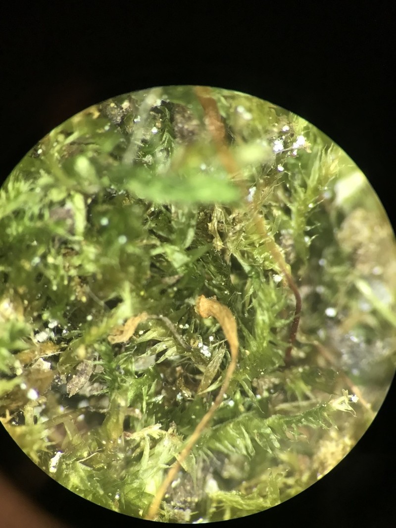 Herzogiella Moss photo 3