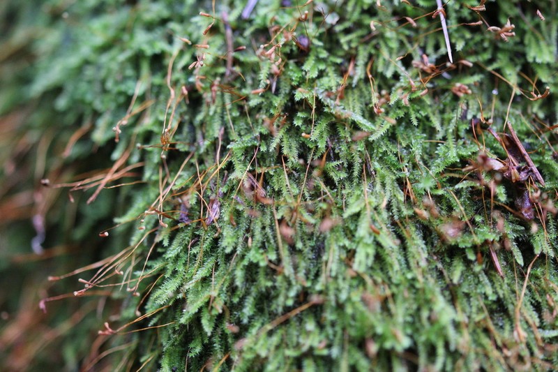 Herzogiella Moss photo 4